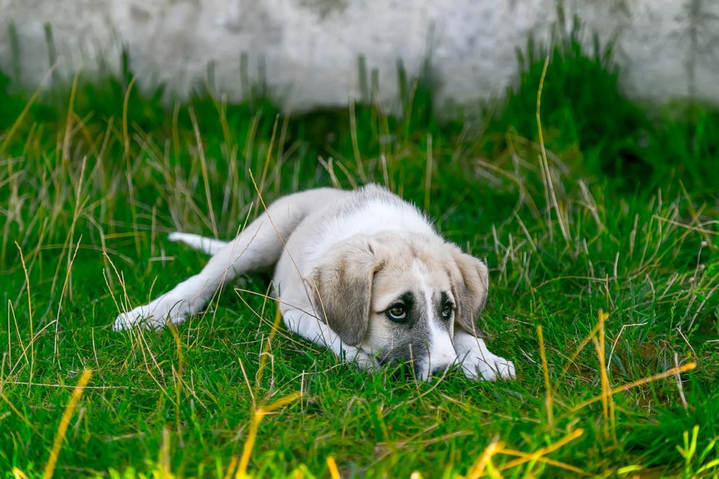 Ways to Prevent Losing a Pet
