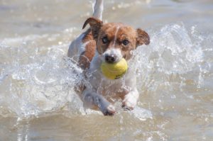 Signs & Treatment of Heat Stroke in Dogs