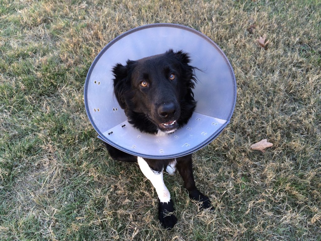 Importance of Pet Insurance