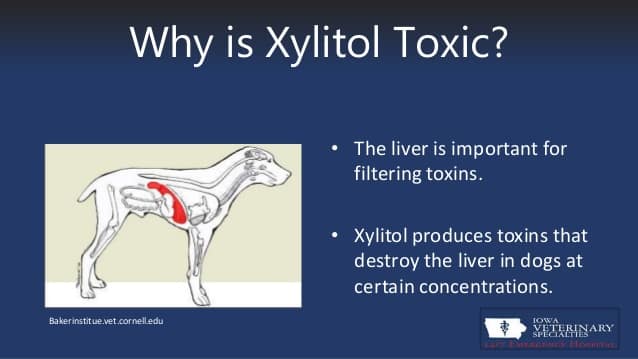 Xylitol: The Artificial Sweetener that can Kill your Dog!