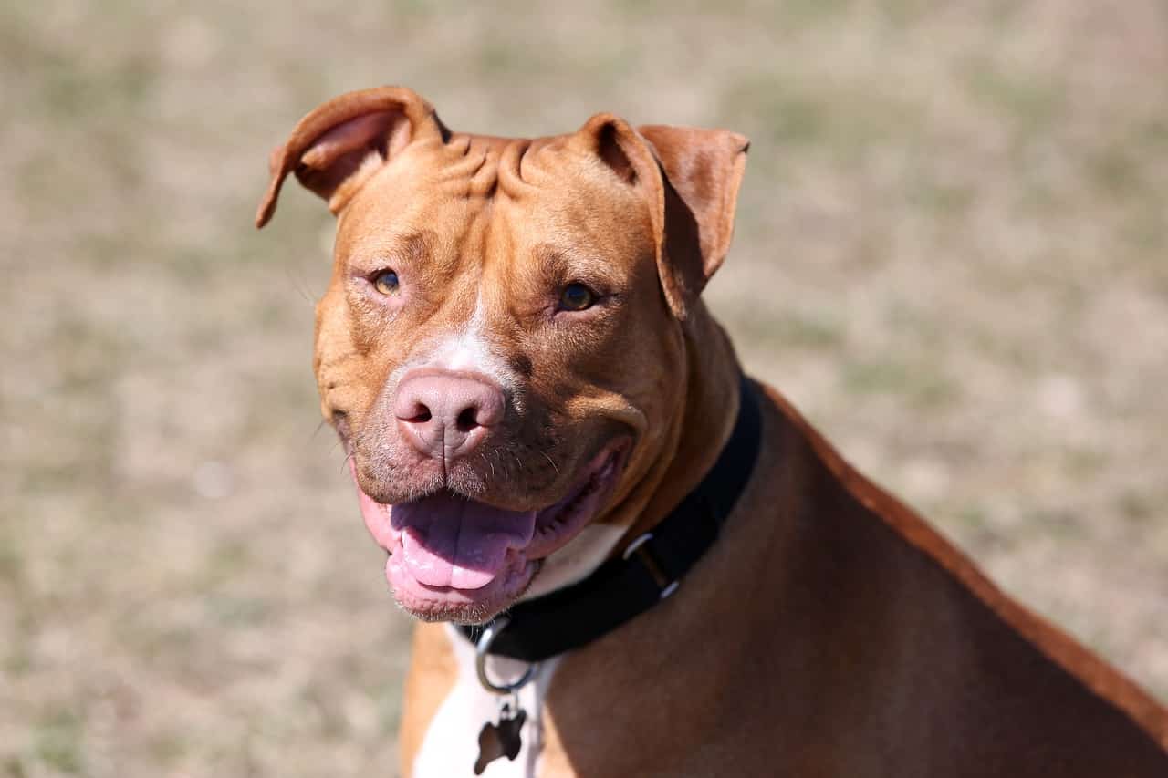 Why Do Pit Bulls Have a Bad Reputation? – Union Lake Veterinary Blog