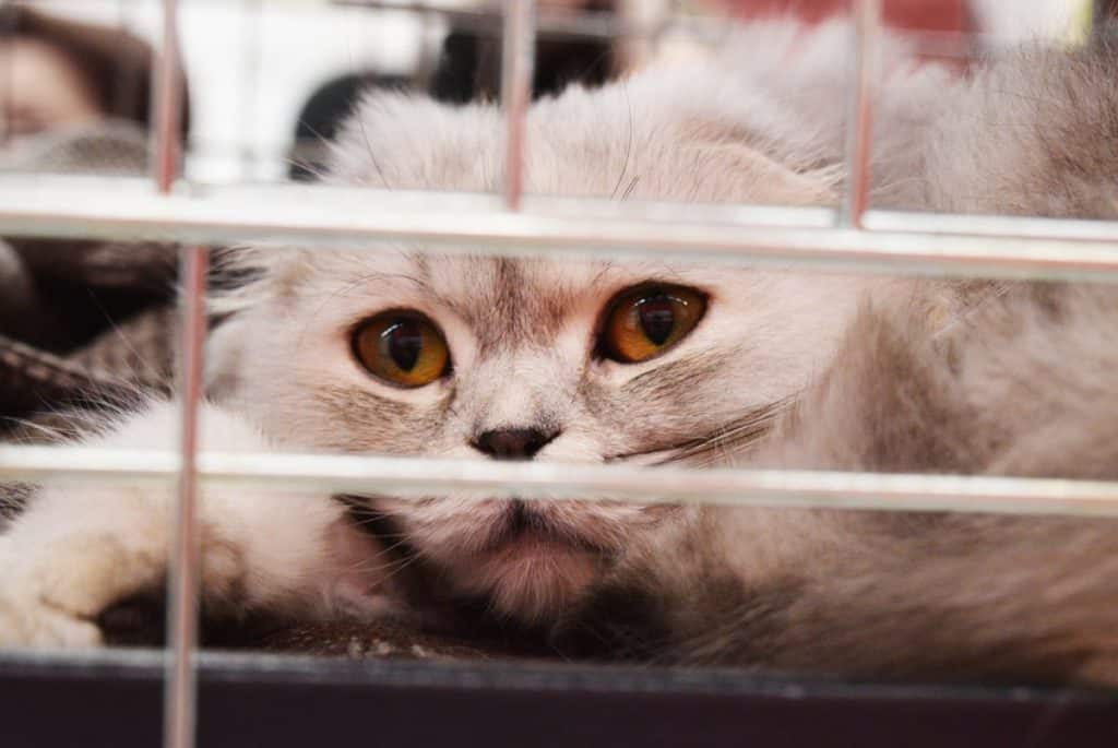 How to Help Your Local Shelter
