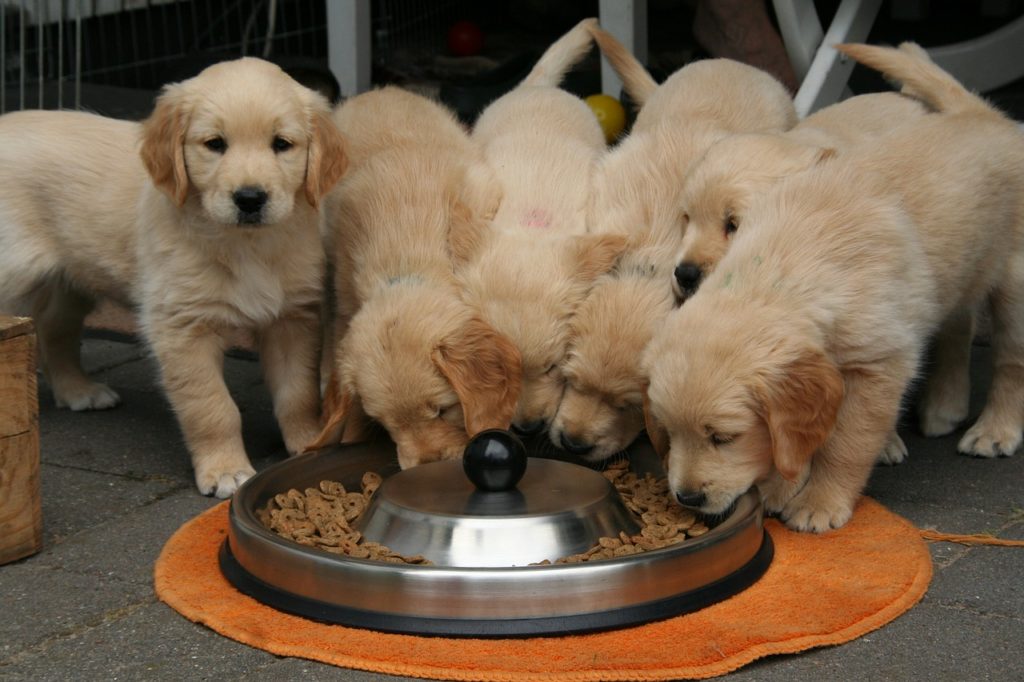 Pet Diabetes Prevention