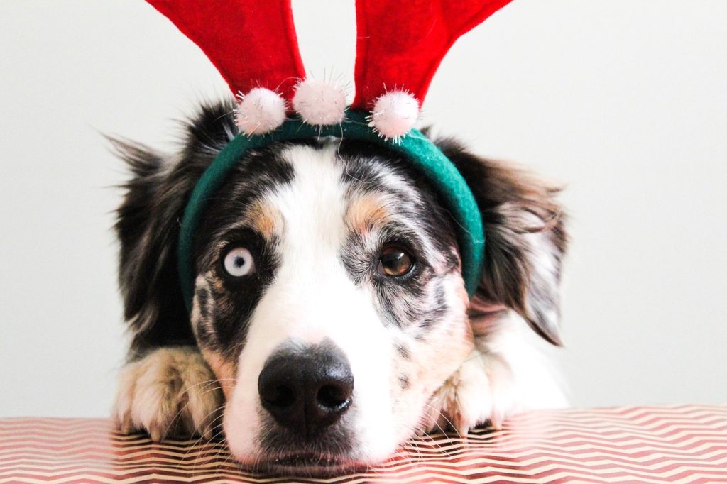 New Years Resolutions for Pet Owners