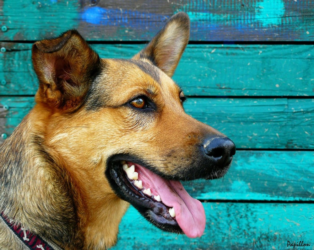 Importance of Taking Care of Your Pet's Teeth
