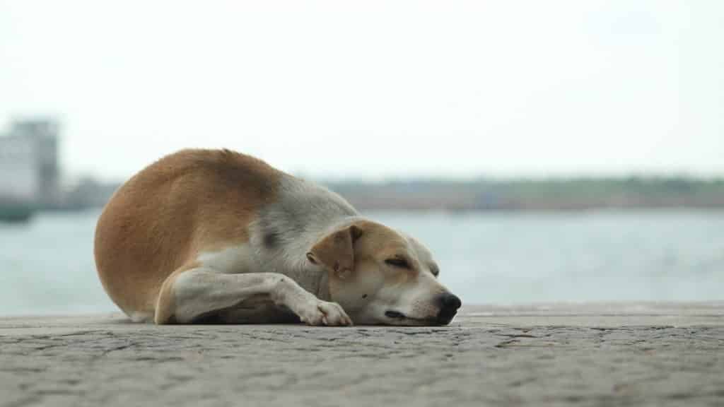 Importance of Spaying and Neutering Your Pets