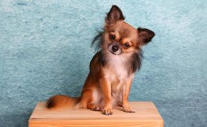 chihuahua facts and information