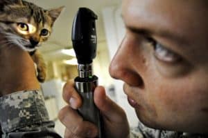August 22 is National Take Your Cat to the Vet Day