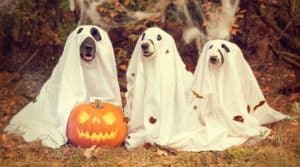 Halloween Pet Safety Tips