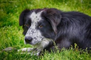 Signs of Cancer in Dogs