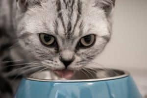 Dry vs Wet Food For Cats