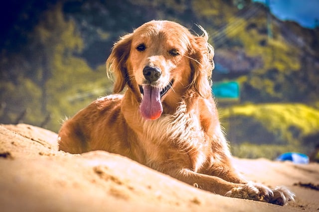 December 2nd is National Mutt Day