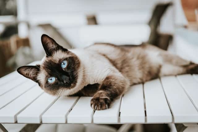 Interesting facts about cheap siamese cats