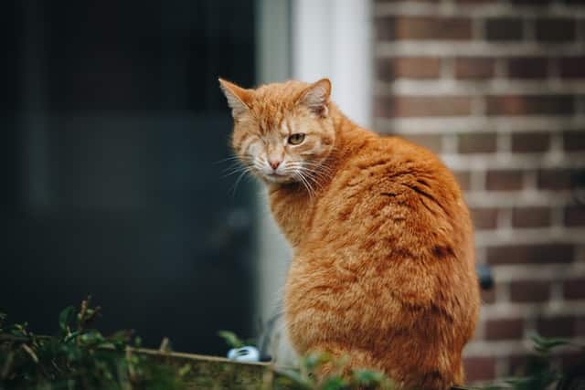 Caring for Specially-abled Pets