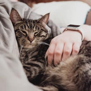 Can Pets Catch Covid from Humans