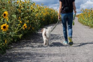 Health Benefits of Walking Your Dog