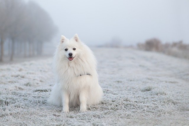 How to Protect Your Dog's Paws During Winter Walks